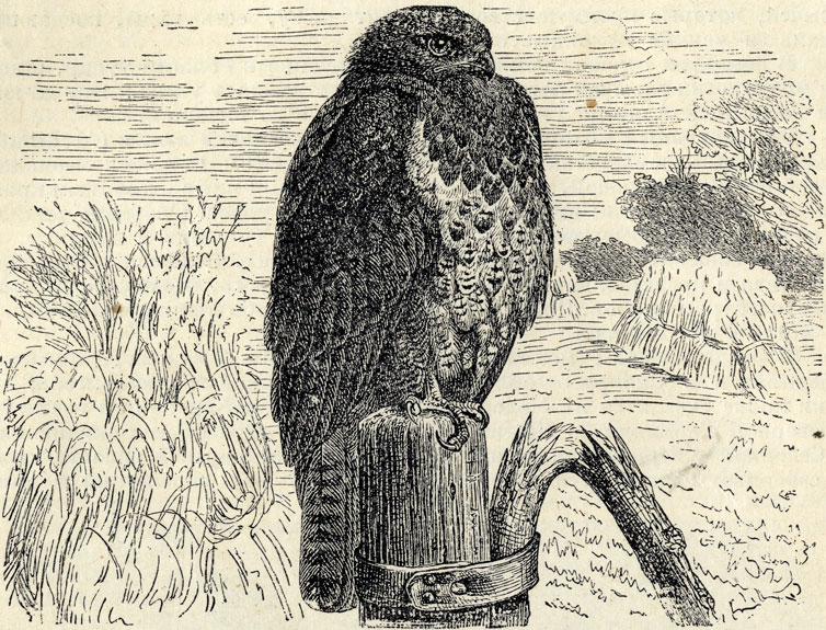     (Buteo buteo); 1/5 . 