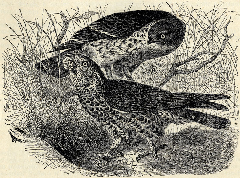  (Pernis apivorus); 1/6 . 