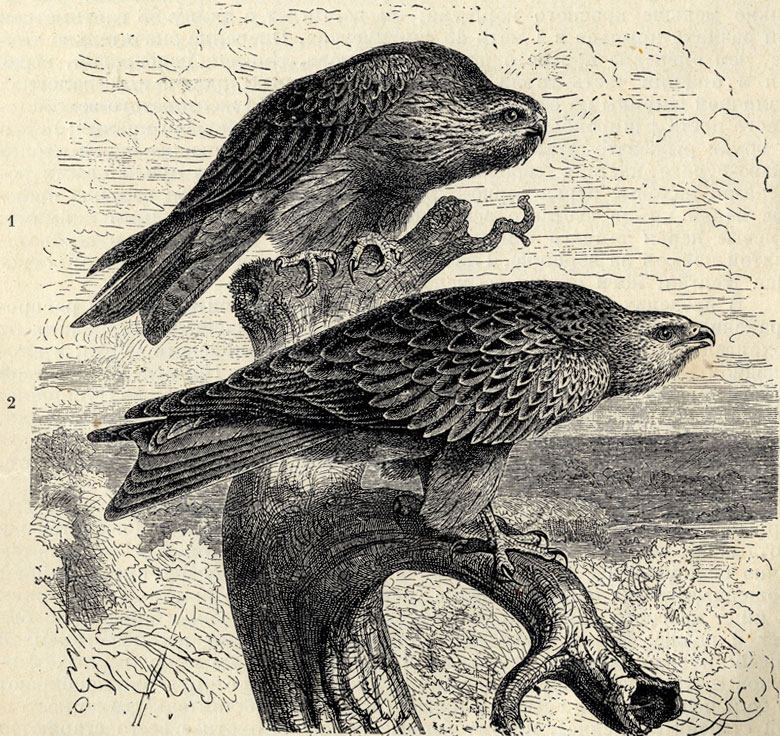   ((Milvus milvus)    (Milvus korschun); 1/5 . 