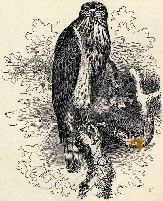 - (Astur palumbarius).  . 1/3 . 