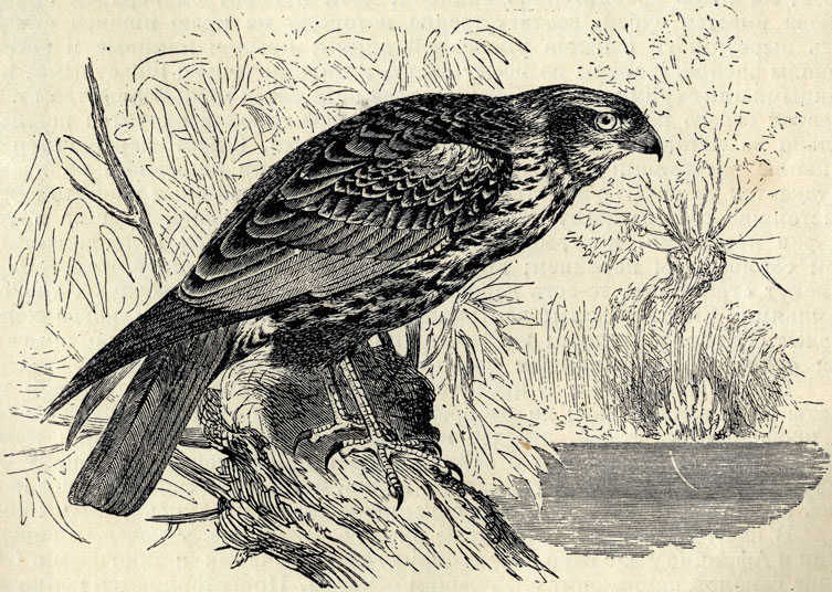     (Circus aeruginosus); 1/4 . 