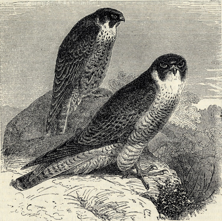  (Falco peregrinus); 1/3 . 