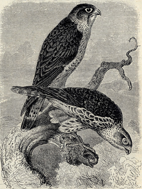  (Falco aesalon); 2/5 . 