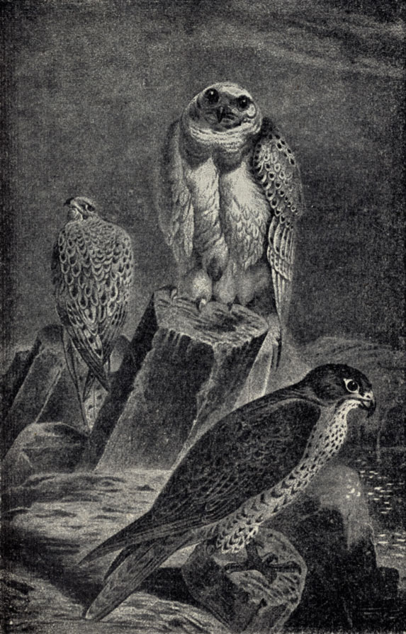 1)    (Hierofalco candicans). 2)   (Hierofalco gyrfalco)