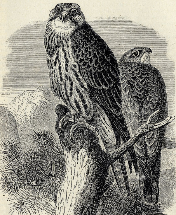  (Hierofalco saker); 1/4 . 