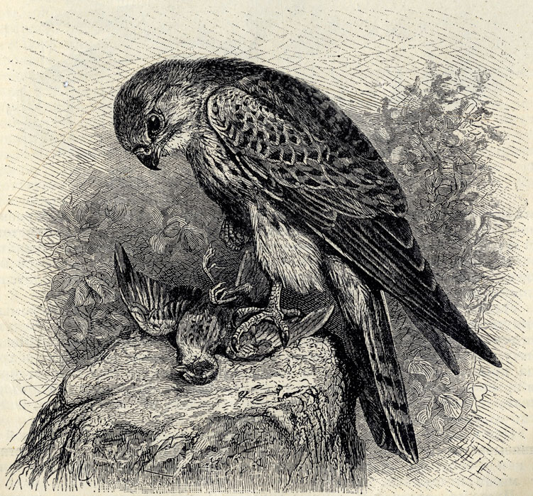   (Cerchneis tinnunculus); 1/3 . 