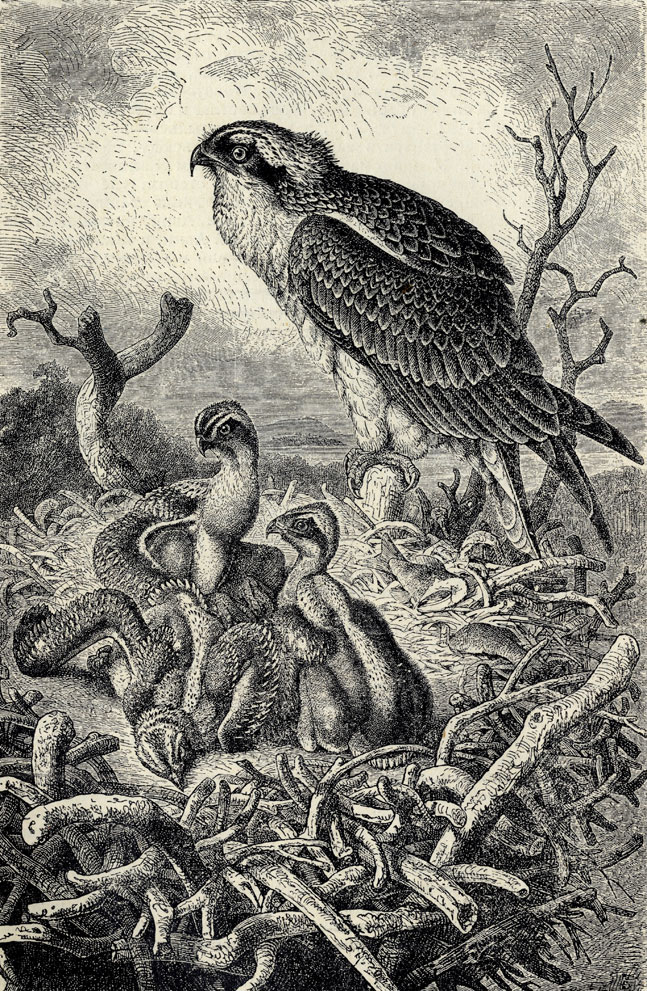    (Pandion haliaetus)