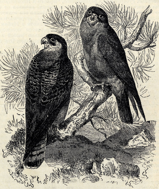  (Gerchneis vespertinus); 1/3 . 
