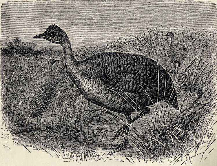  (Rhynchotus rufescens); 1/4 . 