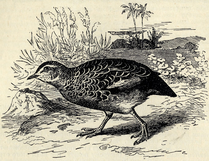   (Turnix sylvatica); 1/2 . 