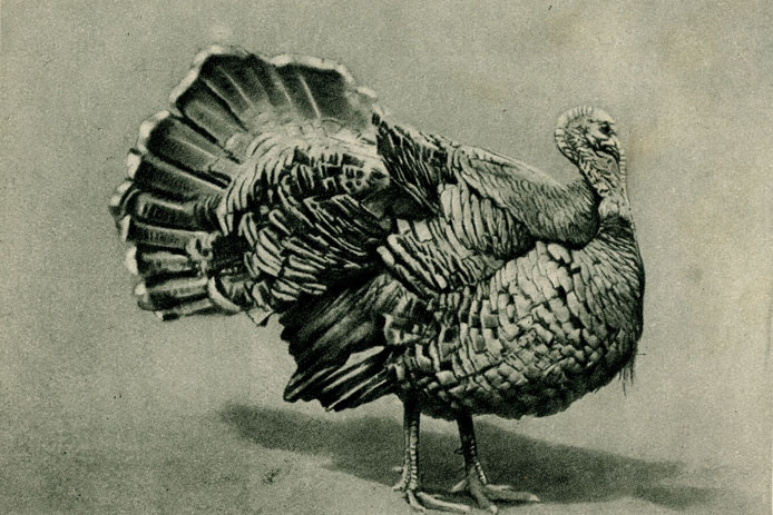   (Meleagris galiopavo) . The Scholastic Photographic Co. 