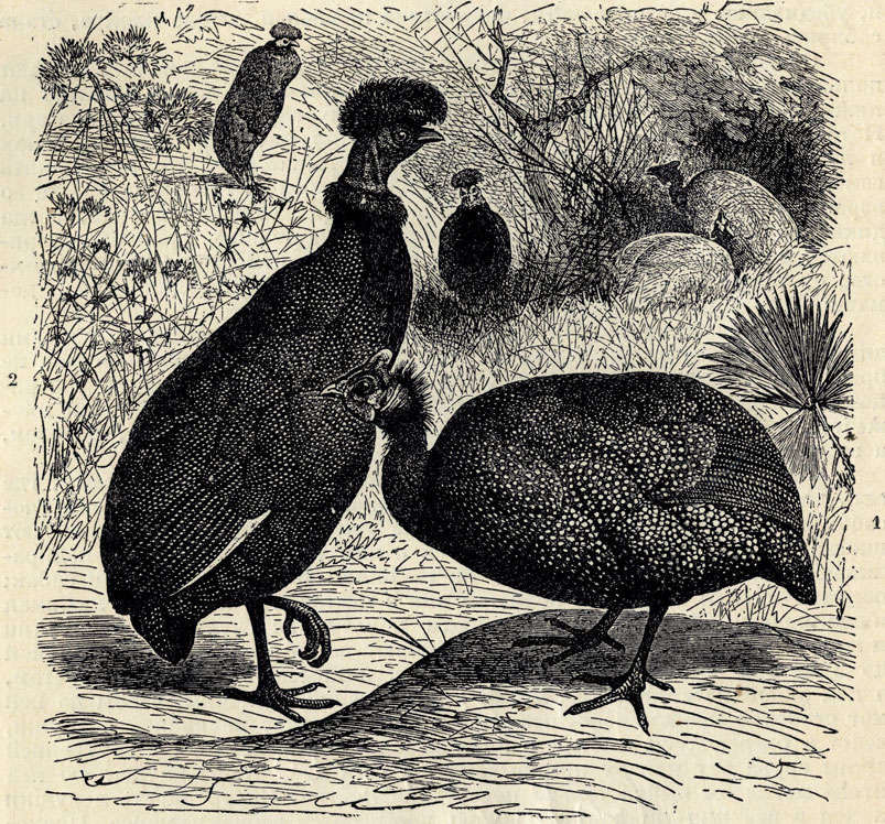 1)     (Numida meleagris). 2)   (Numida