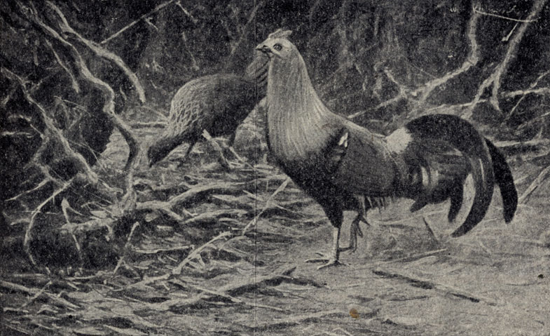   (Gallus gallus)