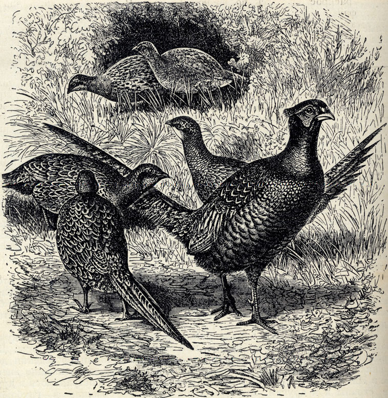    (Phasianus colchicus); 1/5 . 