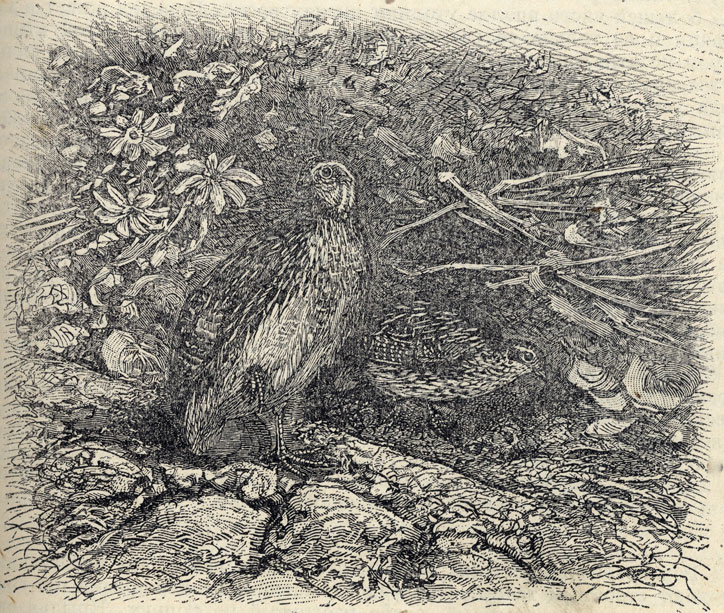  (Coturnix coturnix); 1/3 . 