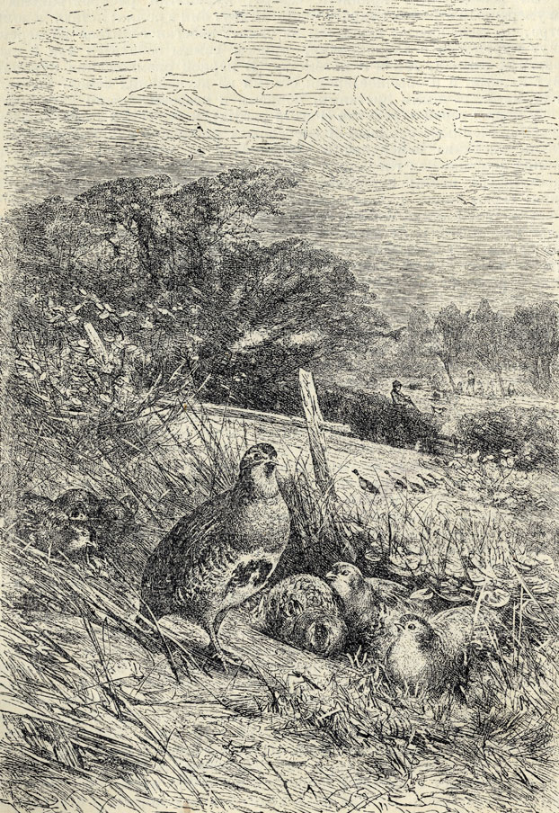   (Perdix perdix)