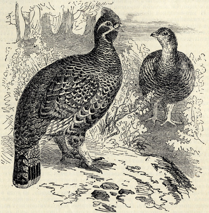 (Tetrastes bonasia); 1/3 . 