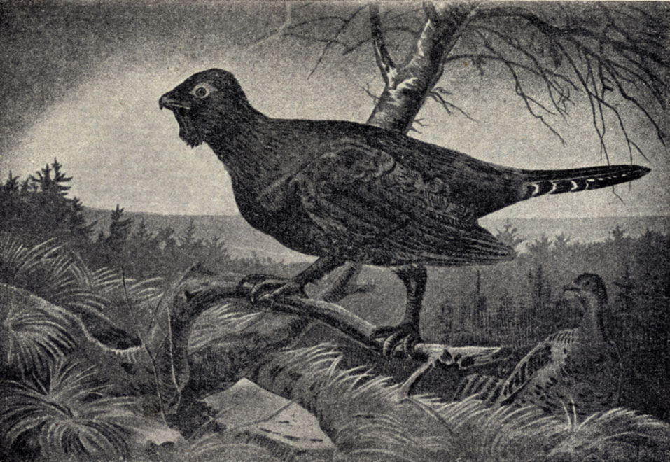  (Tetrao urogallus) 