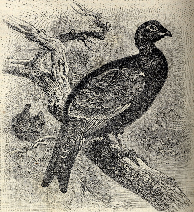  (Tetrao medius); 1/5 . 