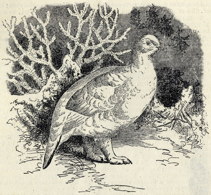  (Lagopus lagopus)   ; 1/3 . 