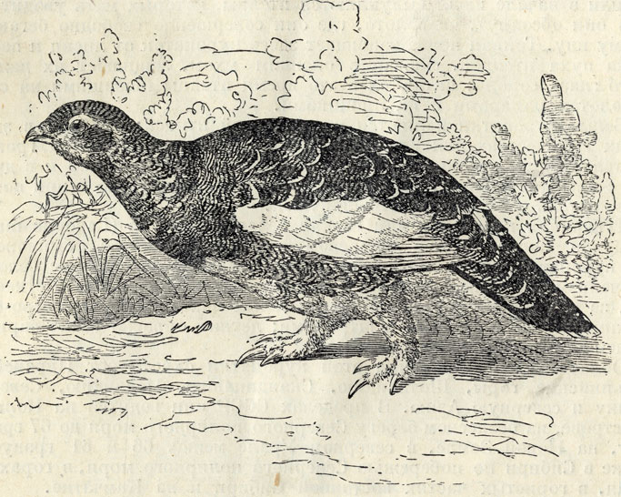   (Lagopus mutus); 1/3 . 