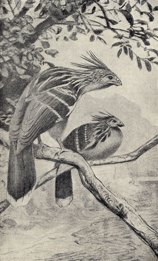  (Opisthocomus hoazin)