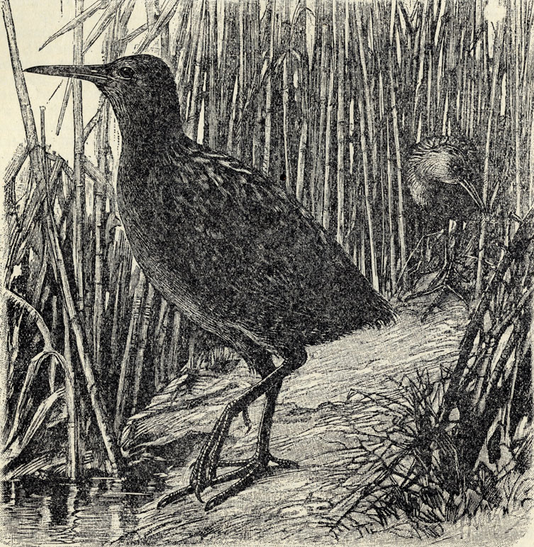   (Rallus aquaticus); 1/2 . 