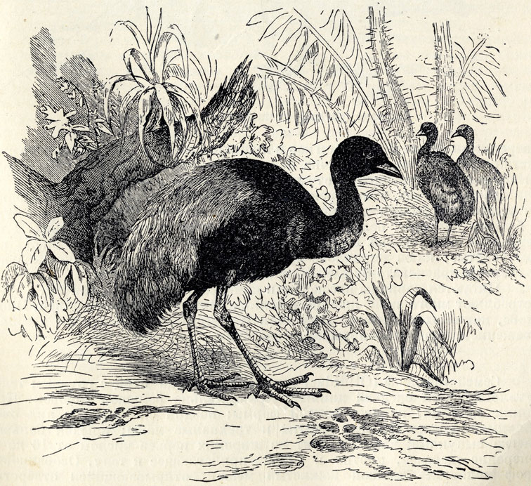  (Psophia crepitans); 1/4 . 