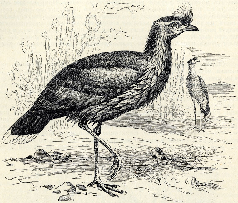  (Cariama cristata); 1/6 . 