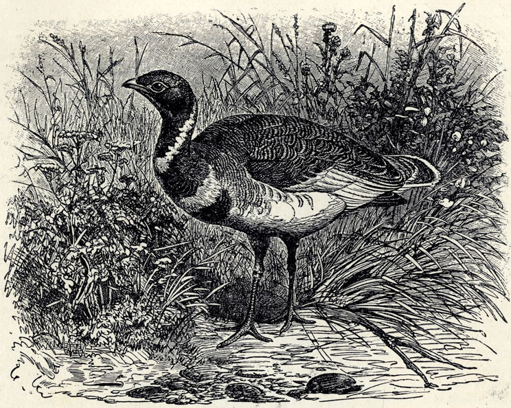   (Charadrius pluvialis); 1/3 . 