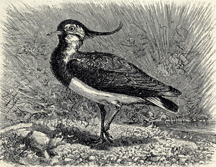    (Vanellus vanellus); 1/3 . 