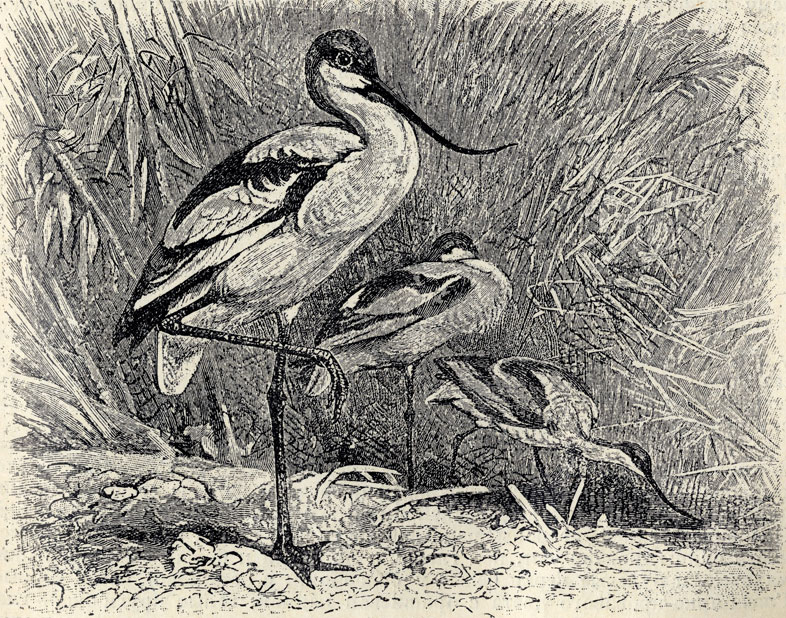  (Recurvirostra avocetta); 1/4 . 