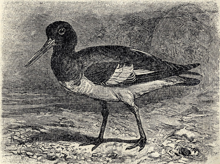 - (Haematopus ostralegus); 1/3 . 