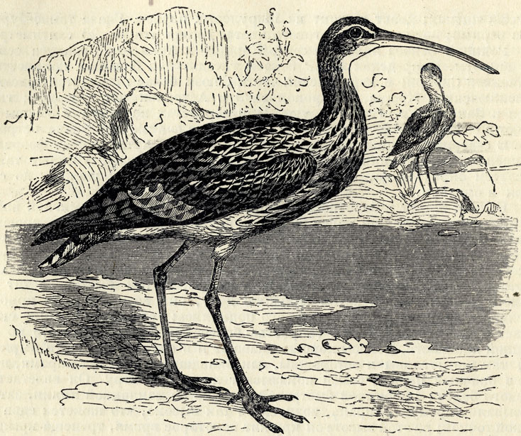   (Numenius arquatus); 1/4 . 