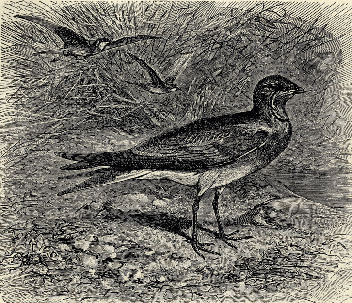   (Glareola pratincola); 2/5 . 