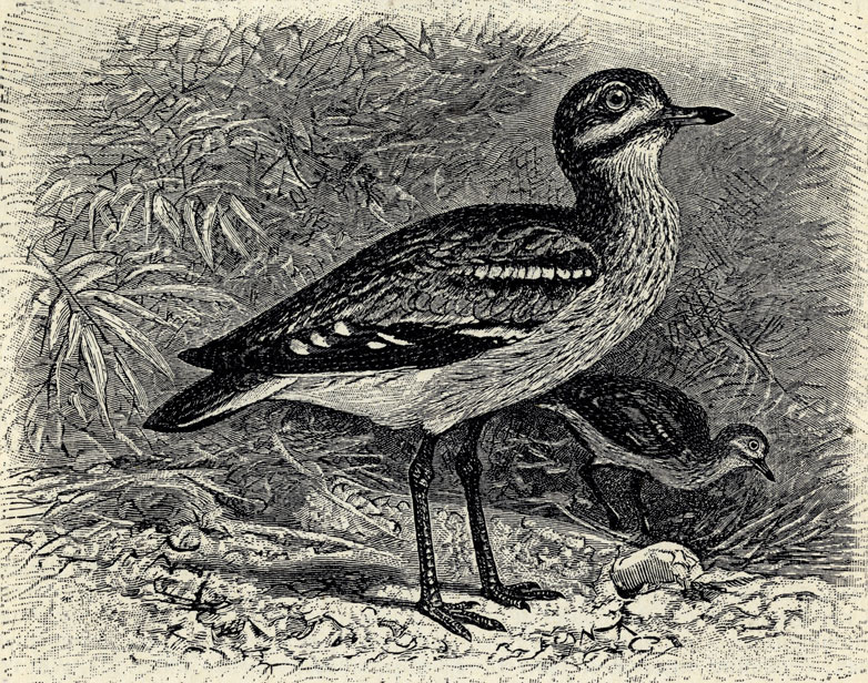  (Oedicnemus oedicnemus); 1/4 . 