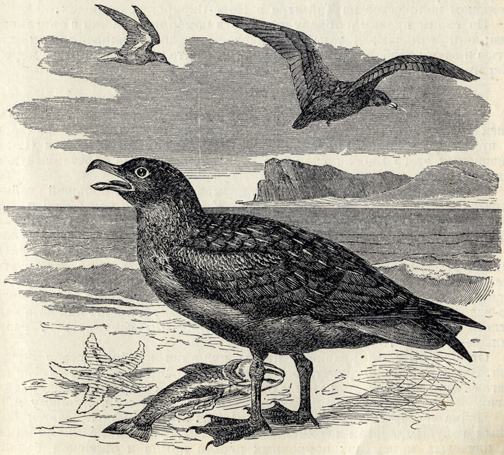   (Megalestris catarrhactes); 1/5 . 
