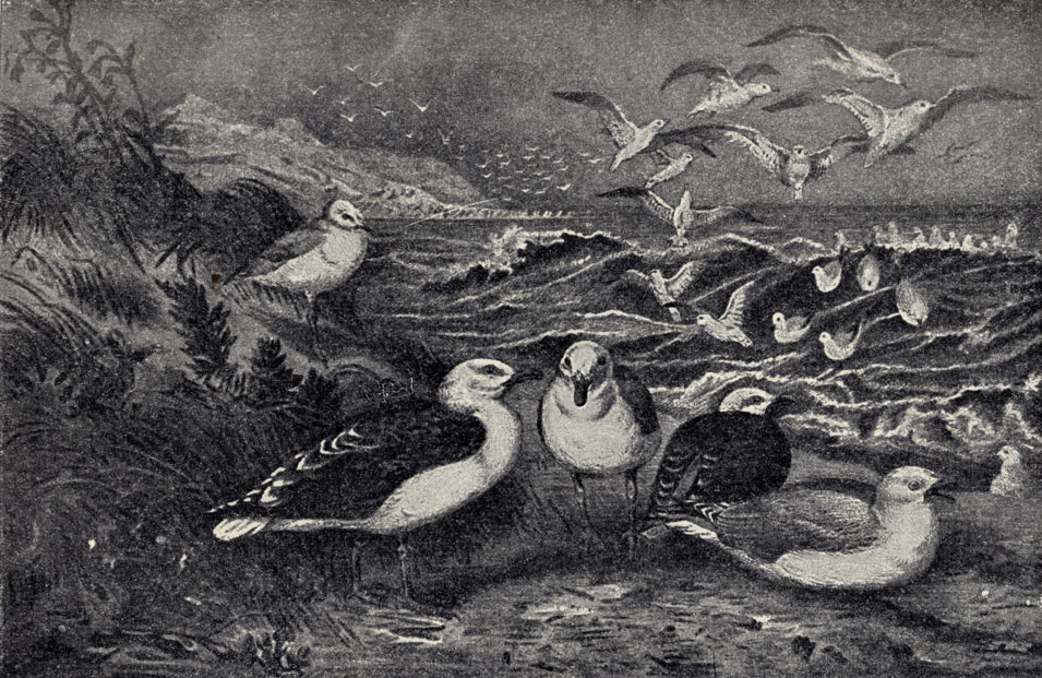    (Larus marinus). 2)   (Larus argentatus)