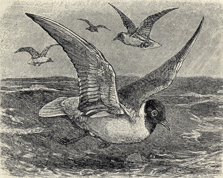   (Larus ridibundus); 1/4 . 
