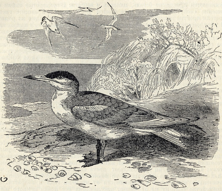  (Hydroprogne caspia); 1/6 . 