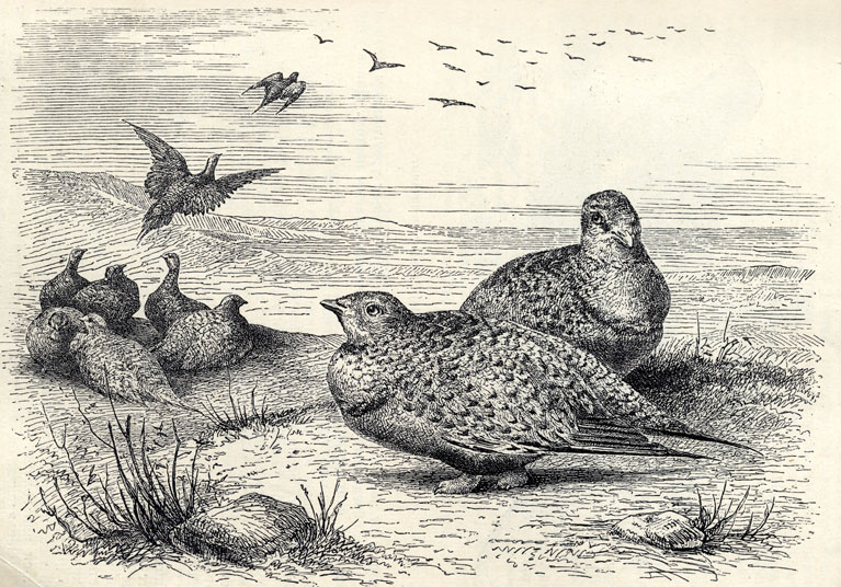 C (Syrrhaptes paradoxus)