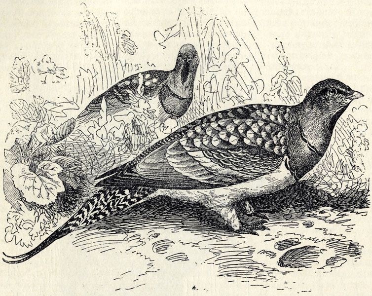  (Pterocles alchata); 3/8 . 