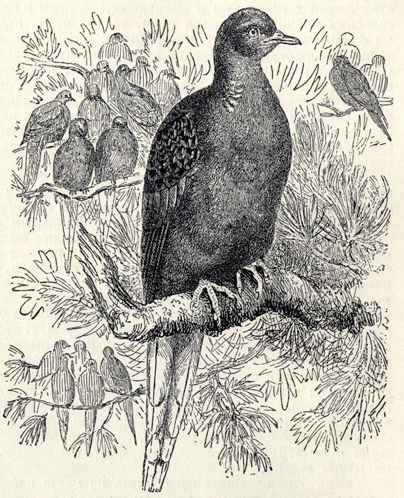   (Ectopistes migratorius); 2/5 . 