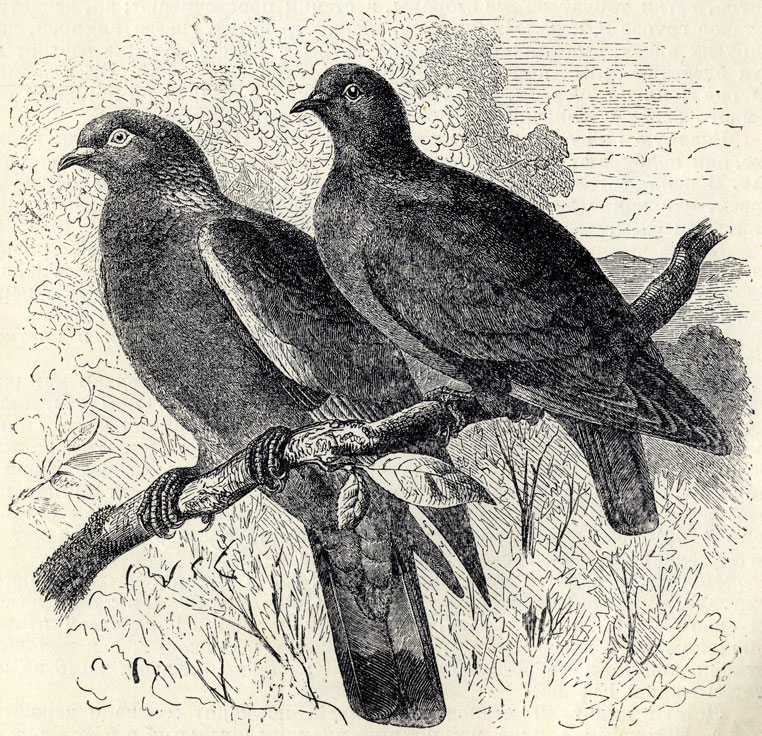  (Columba palumbus)   (Columba oenas); 1/3 . 