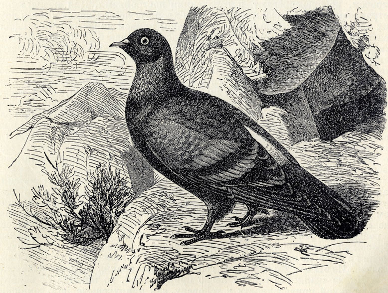   (Columba livia); 1/3 . 