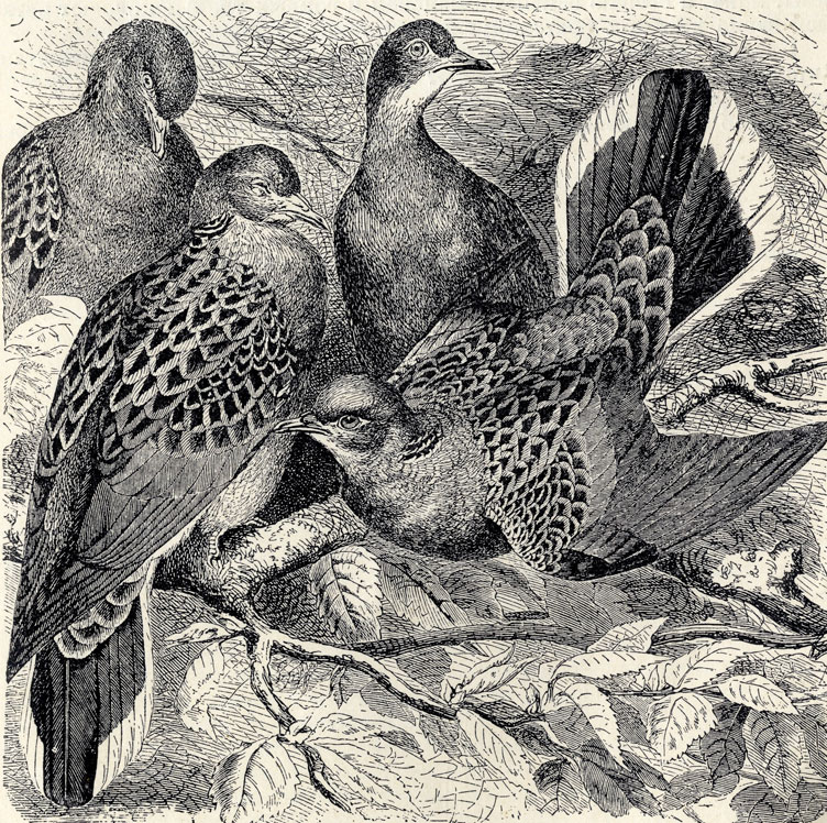   (Turtur communis); 3/8 . 