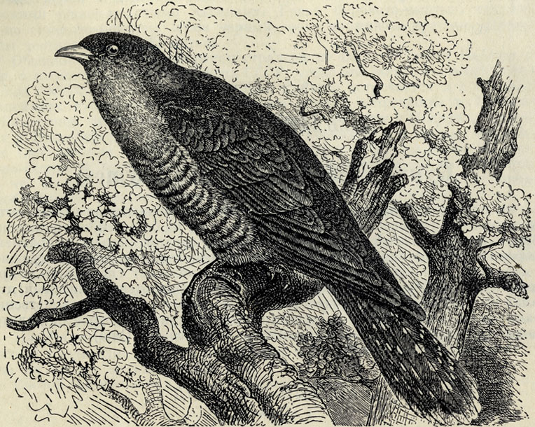   (Cuculus canorus); 1/2 . 