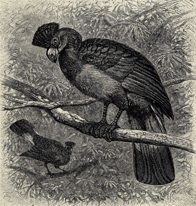   (Corythaeolus cristatus); 1/5 . 