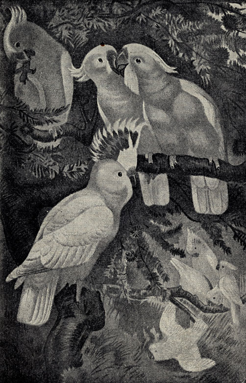   (Gacatua leadbeateri)