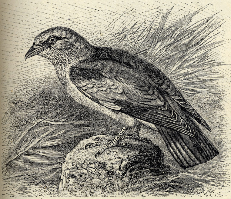  (Coracias garrulus); 2/5 . 